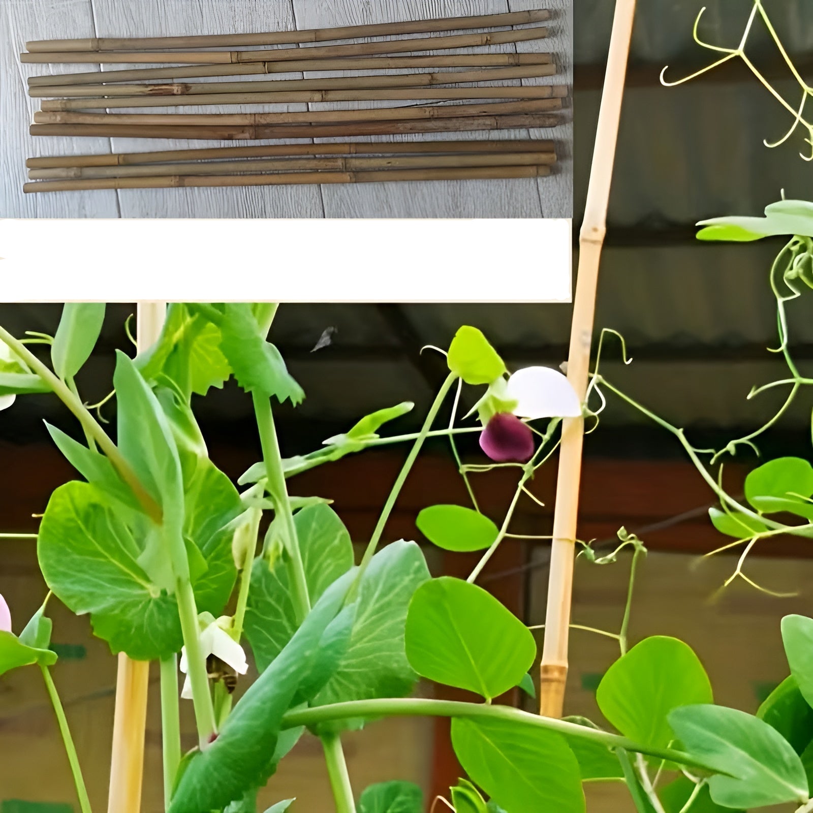 Natürliche Bambusstäbe – Robuste Pflanzenstütze | Perfekt für Garten und Topfpflanzen