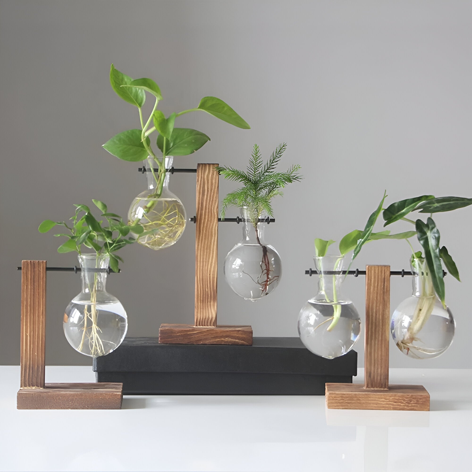 Rinella – Glassvase For Hydroponisk Dyrking Med Stativ I Tre