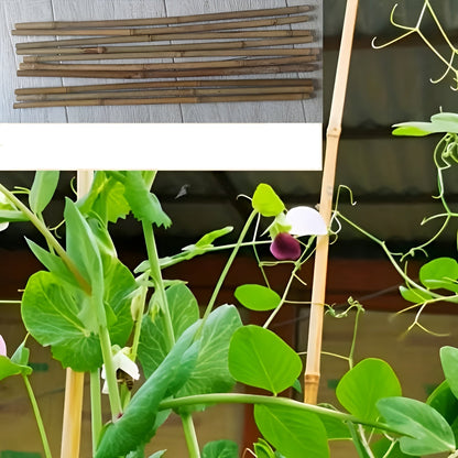 Natürliche Bambusstäbe – Robuste Pflanzenstütze | Perfekt für Garten und Topfpflanzen