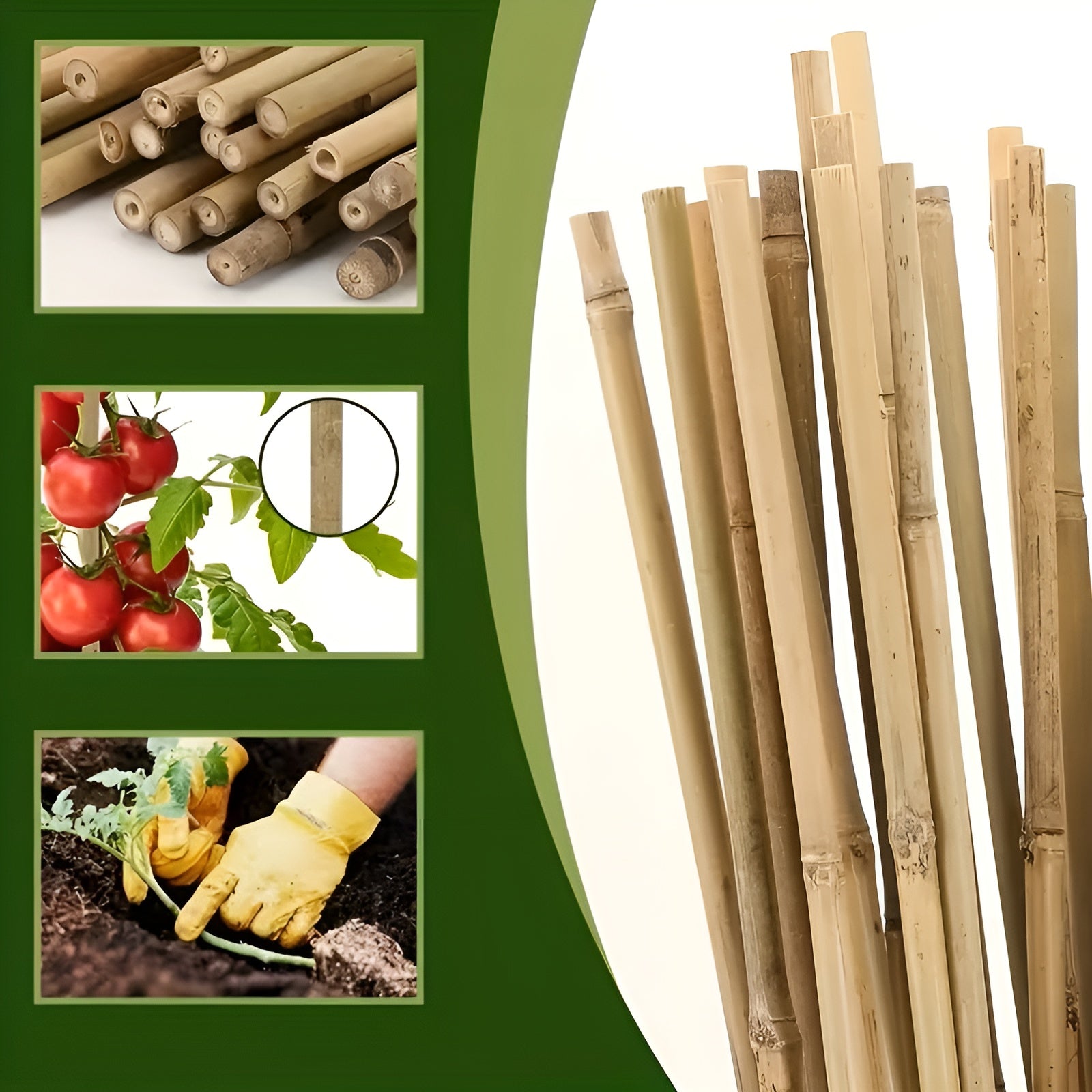 Natürliche Bambusstäbe – Robuste Pflanzenstütze | Perfekt für Garten und Topfpflanzen