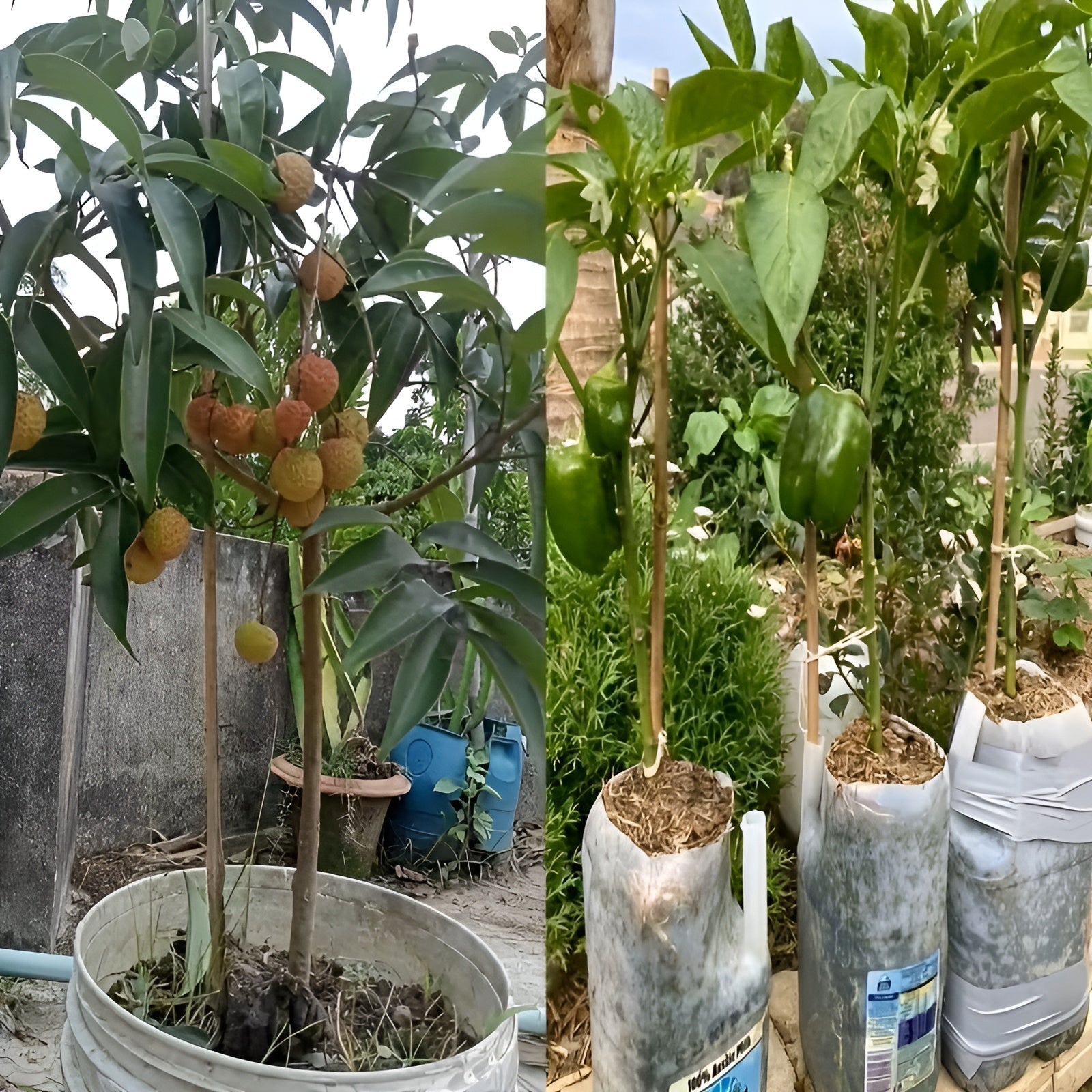 Natürliche Bambusstäbe – Robuste Pflanzenstütze | Perfekt für Garten und Topfpflanzen