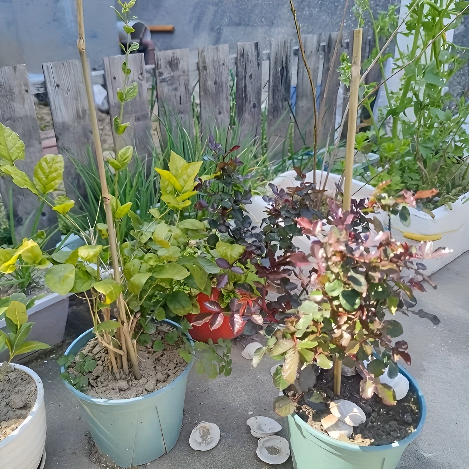 Natürliche Bambusstäbe – Robuste Pflanzenstütze | Perfekt für Garten und Topfpflanzen