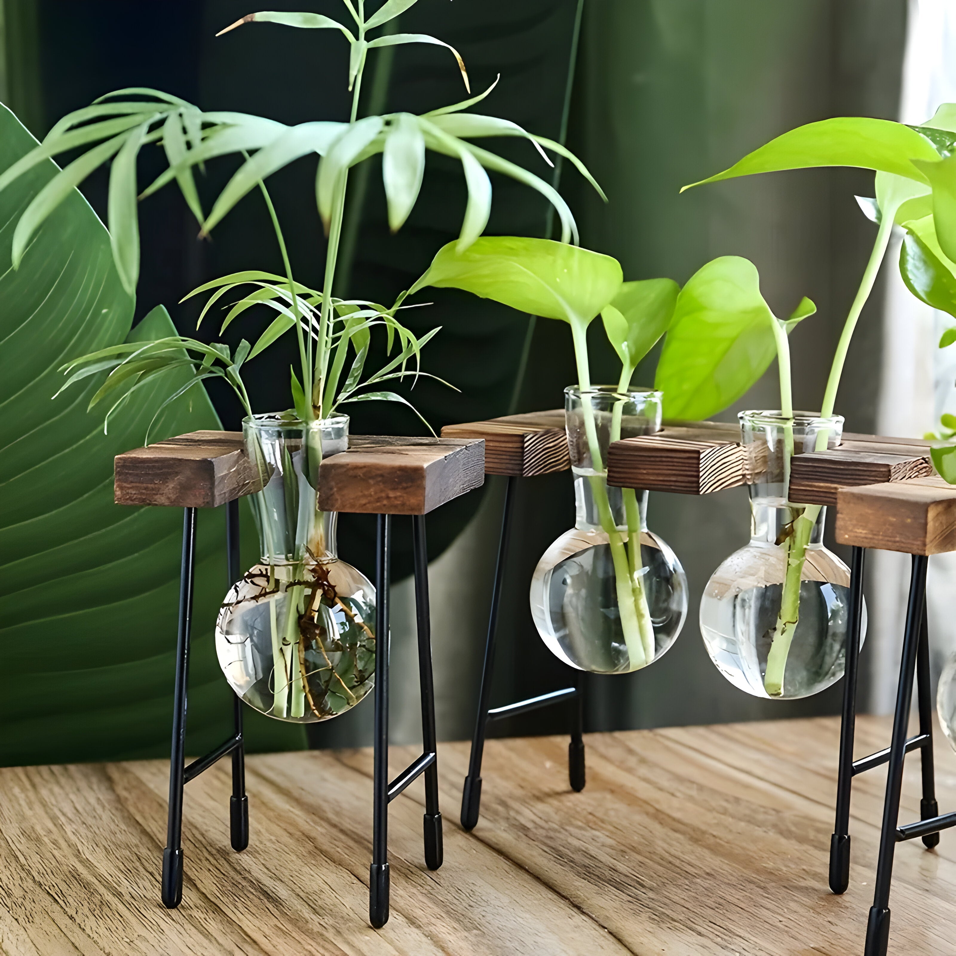Bilde av Myrja - Treramme Hydroponisk potteplante med Glasskule fra Velisse